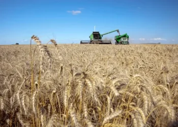 En el Sector Agropecuario estiman que la cosecha de trigo y superará las 19 millones de toneladas