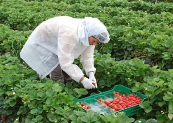 Salarios: un gremio clave del agro tendrá aumento de sueldo a partir de enero 2025