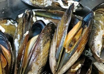 Newsan anunció que exportará mejillones, la primera vez made in Argentina