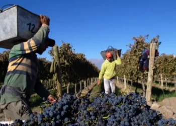 Sector Vitivinícola: Mendoza y San Juan anunciaron por primera vez un operativo conjunto de cosecha
