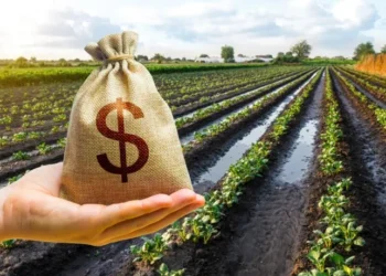 Productores toman créditos en dólares: agro se dolariza.