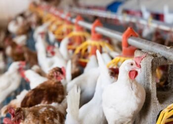 Brote de gripe aviar frena exportación de aves.