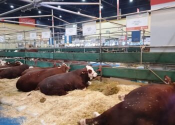 Nuevo marco regulatorio del Senasa para animales y productos.