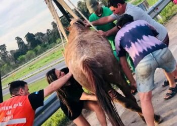 El municipio de merlo rescató un caballo maltratado por su dueño que era usado para tareas de carga