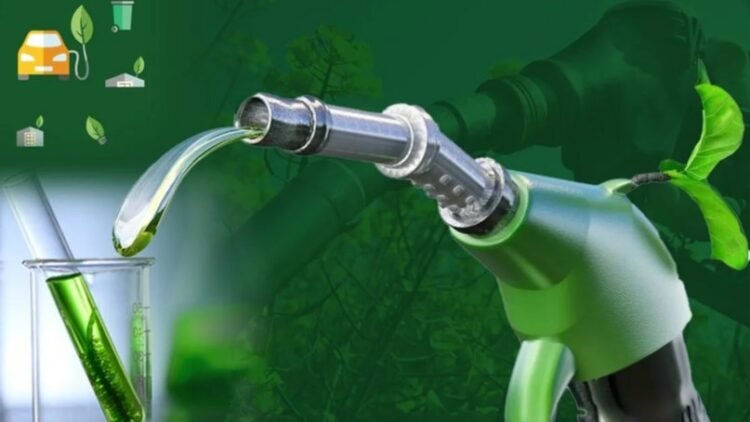 Sector bioenergético: pérdidas por ley de biocombustibles.