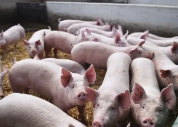 Nuevo plan nacional contra Aujeszky del Senasa.