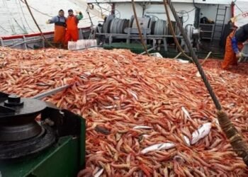 Sector pesquero: nuevas facilidades para multas