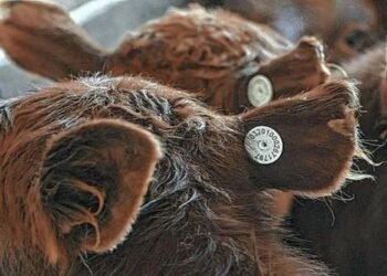 Ganado: Identificación electrónica obligatoria por Senasa.