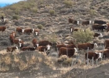 Sequía extrema en Neuquén obliga a declarar desastre.