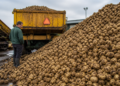 La capital mundial de las papas fritas enfrenta un desafío: un exceso de producción
