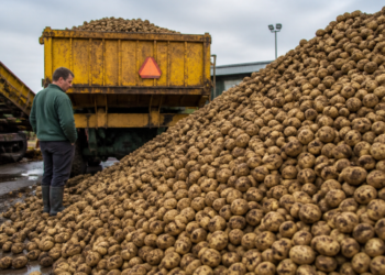 La capital mundial de las papas fritas enfrenta un desafío: un exceso de producción