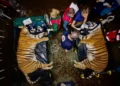 Un megatraslado de 30 tigres y leones del exzoológico de Luján a nuevos santuarios