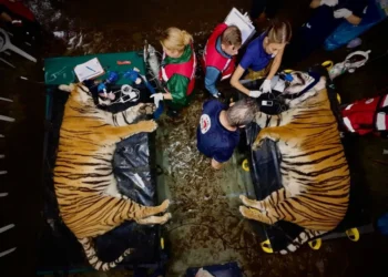 Un megatraslado de 30 tigres y leones del exzoológico de Luján a nuevos santuarios