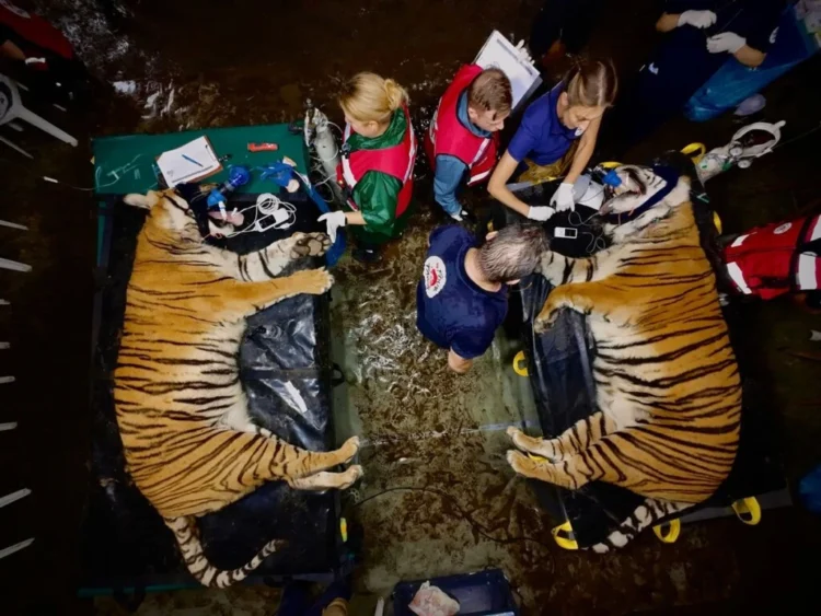 Un megatraslado de 30 tigres y leones del exzoológico de Luján a nuevos santuarios