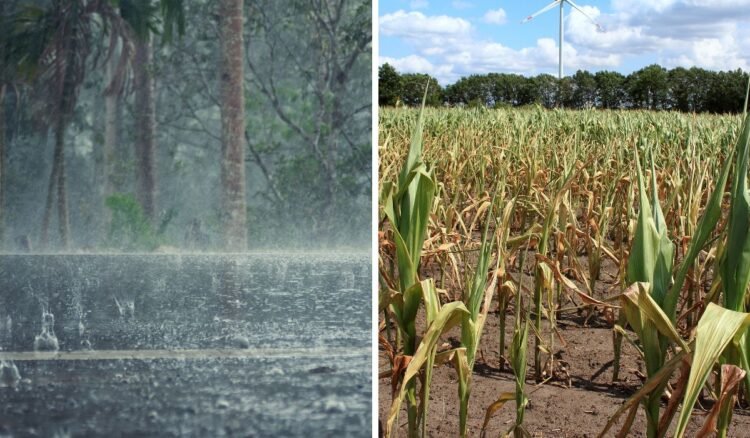 El riesgo de un nuevo período lluvioso cambia las decisiones de los productores bonaerenses