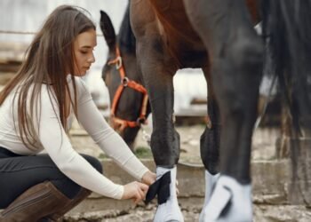 Un santuario neozelandés abre sus puertas a voluntarios para cuidar animales
