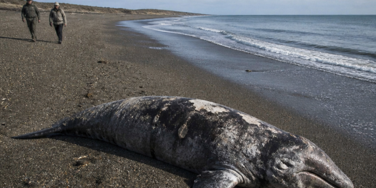 Alertas por la inusualmente alta mortandad de ballenatos en Península Valdés: sospechas sobre una bacteria