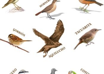 Convocatoria para voluntarios en la conservación de la Loica Pampeana con alojamiento y comida incluidos
